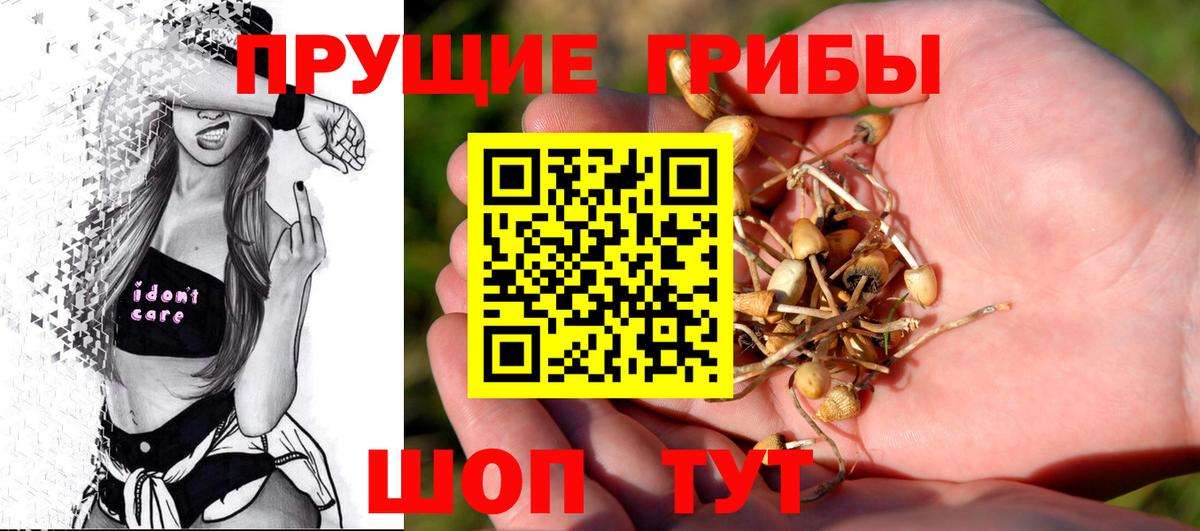 Северск  купить наркотик  Вход с VPN  Галлюциногенные грибы мицелий 